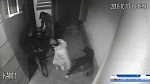 Кража велосипедов по адресу: ул. Чугунова, д. 15а зафиксирована на видеокамеру