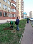 Аллея из лип и кленов по адресу: ул. Дергаевская, вблизи дома 24